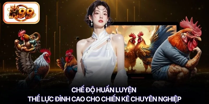 Chế độ huấn luyện thể lực đỉnh cao cho chiến kê chuyên nghiệp